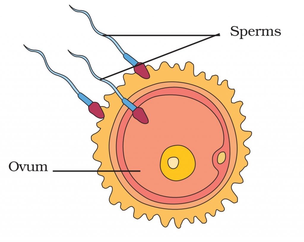 Class 8 Science Chapter 6 Important Questions and Answer - Reproduction ...