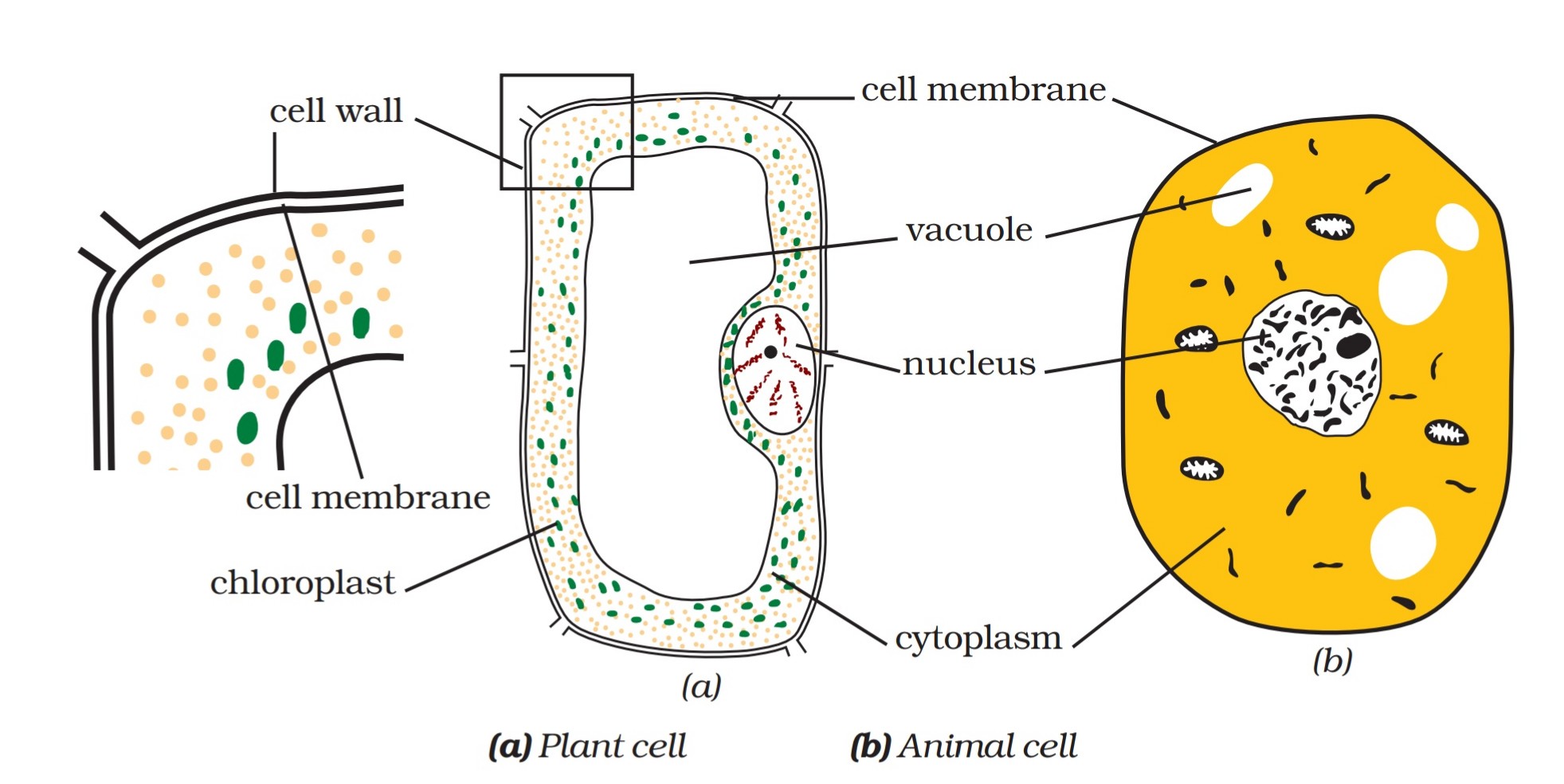 Comparison of Plant and animal Cells