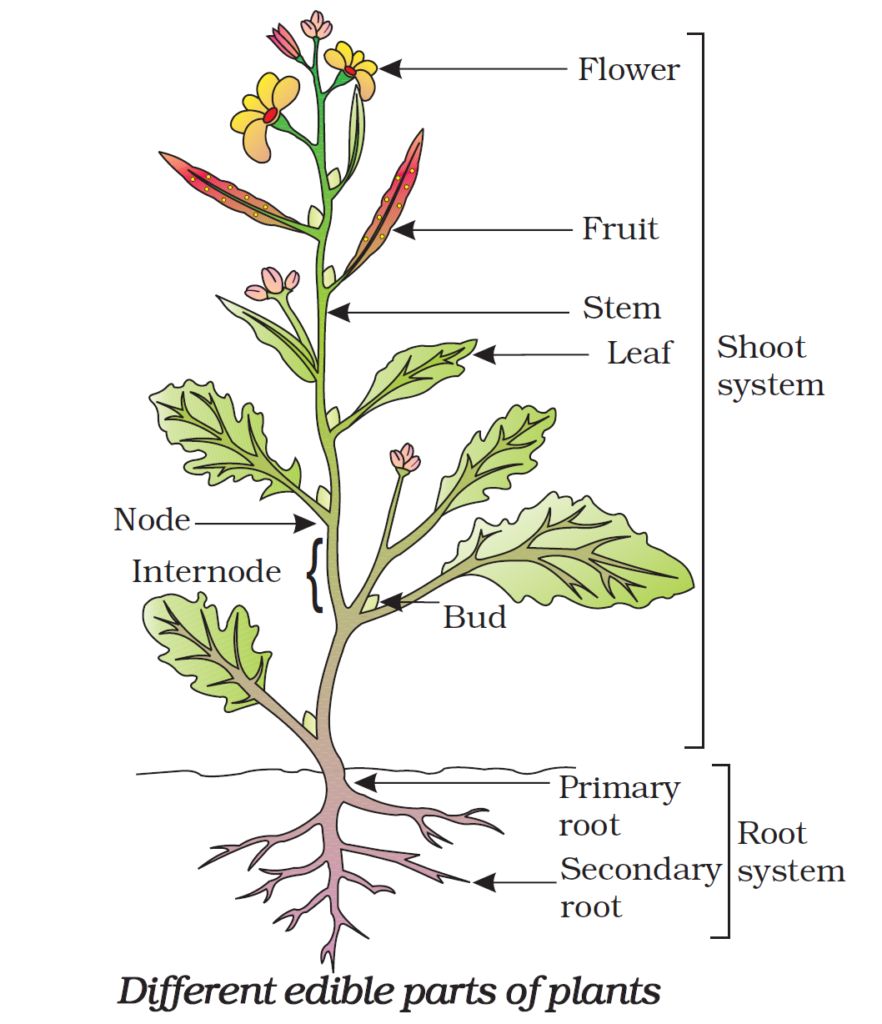 Food - Where does it Come From? Class 6 Science Chapter 1 Notes NCERT ...